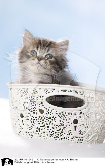 British Longhair Kitten in a basket / RR-101642