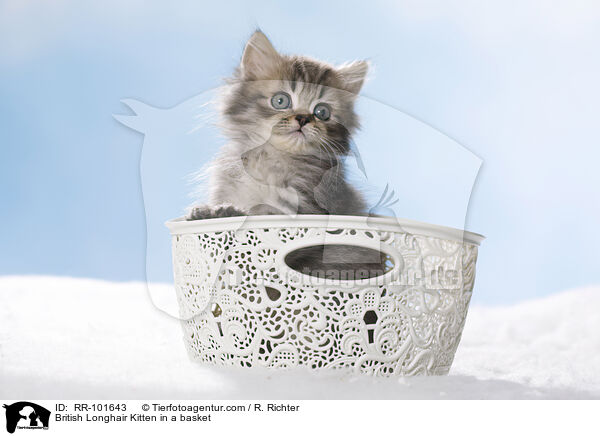 British Longhair Kitten in a basket / RR-101643