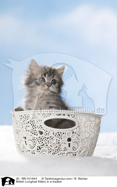 British Longhair Kitten in a basket / RR-101644
