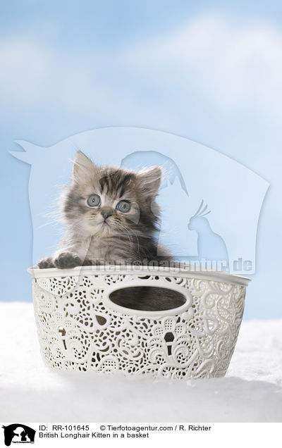 British Longhair Kitten in a basket / RR-101645