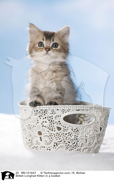 British Longhair Kitten in a basket / RR-101647