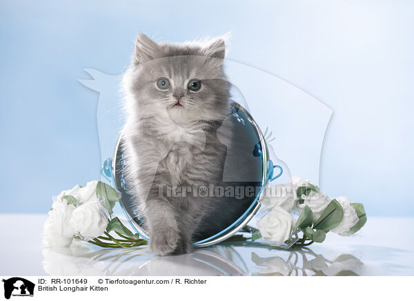 Britisch Langhaar Ktzchen / British Longhair Kitten / RR-101649