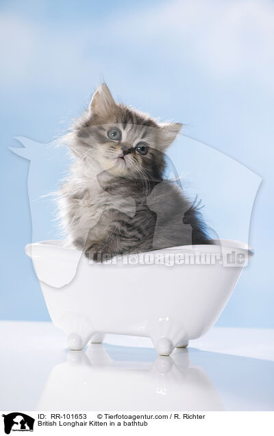 British Longhair Kitten in a bathtub / RR-101653