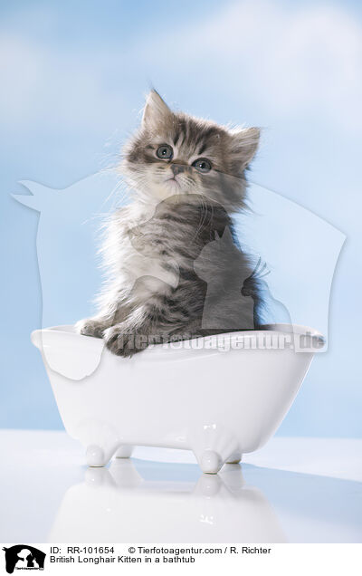 British Longhair Kitten in a bathtub / RR-101654