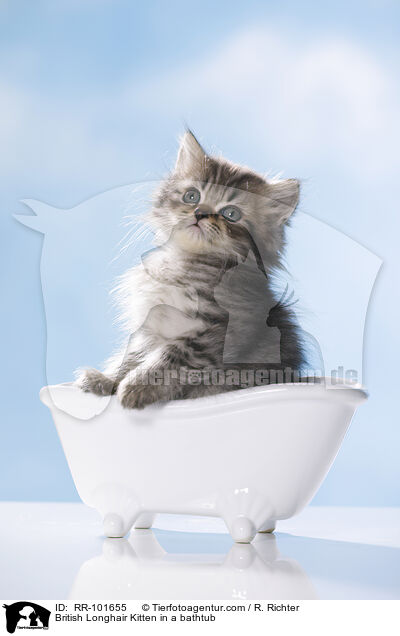 British Longhair Kitten in a bathtub / RR-101655