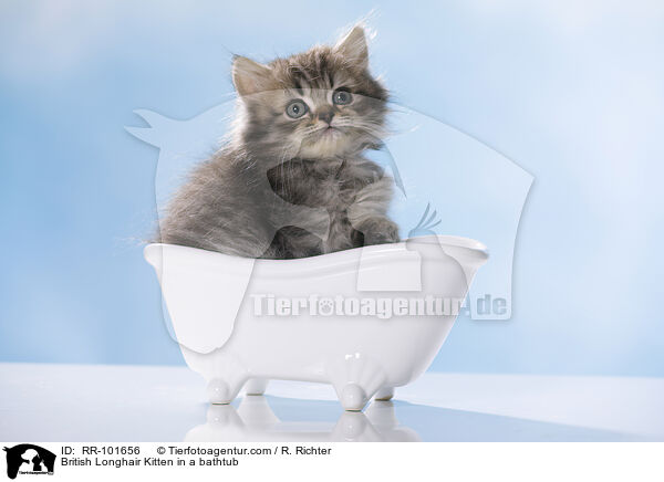 Britisch Langhaar Ktzchen in einer Badewanne / British Longhair Kitten in a bathtub / RR-101656