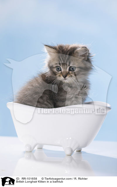 British Longhair Kitten in a bathtub / RR-101658
