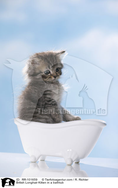 British Longhair Kitten in a bathtub / RR-101659