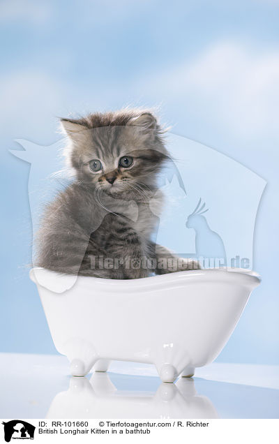 British Longhair Kitten in a bathtub / RR-101660