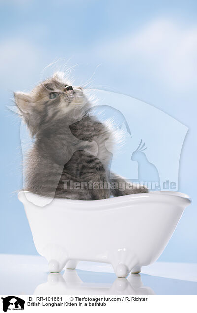 Britisch Langhaar Ktzchen in einer Badewanne / British Longhair Kitten in a bathtub / RR-101661