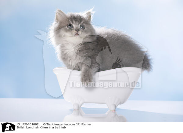 Britisch Langhaar Ktzchen in einer Badewanne / British Longhair Kitten in a bathtub / RR-101662