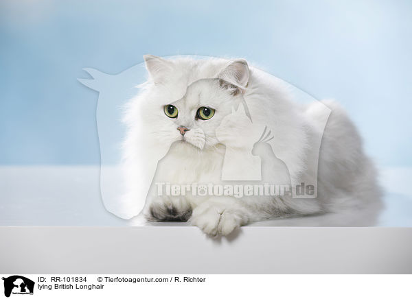 liegende Britisch Langhaar / lying British Longhair / RR-101834