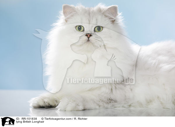 liegende Britisch Langhaar / lying British Longhair / RR-101838