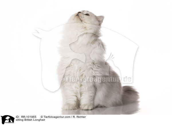 sitzende Britisch Langhaar / sitting British Longhair / RR-101865