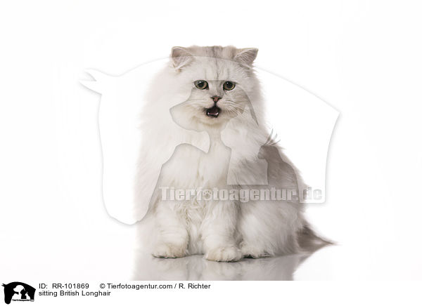 sitzende Britisch Langhaar / sitting British Longhair / RR-101869
