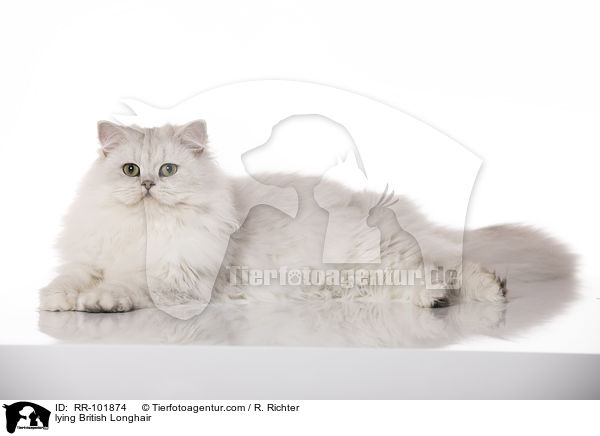 liegende Britisch Langhaar / lying British Longhair / RR-101874
