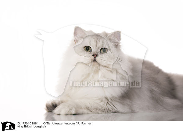liegende Britisch Langhaar / lying British Longhair / RR-101881