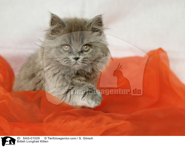 Britisch Langhaar Ktzchen / British Longhair Kitten / SAG-01029