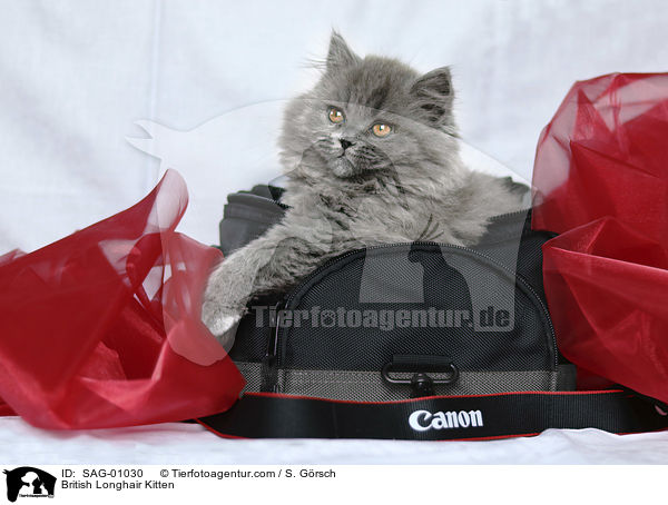 British Longhair Kitten / SAG-01030
