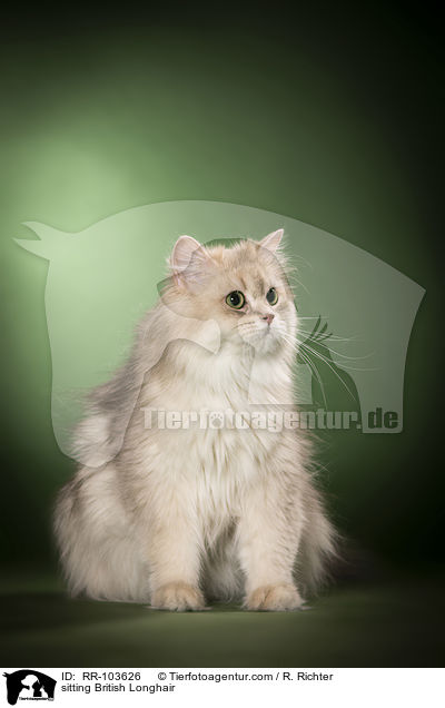 sitting British Longhair / RR-103626