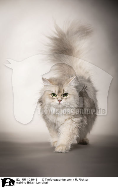laufende Britisch Langhaar / walking British Longhair / RR-103648