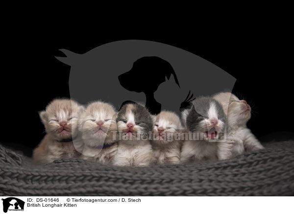 British Longhair Kitten / DS-01646