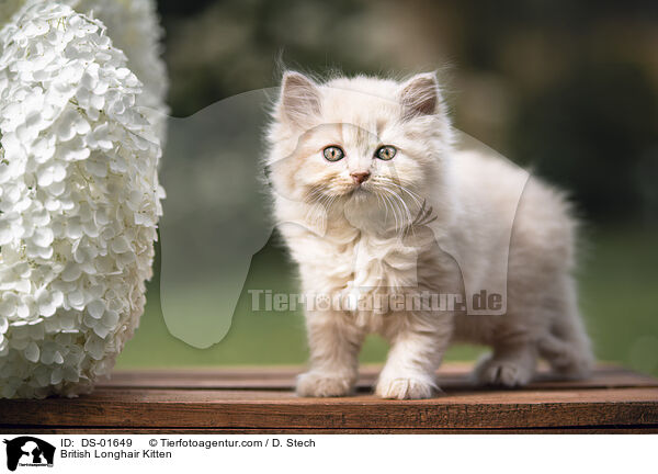 Britisch Langhaar Ktzchen / British Longhair Kitten / DS-01649