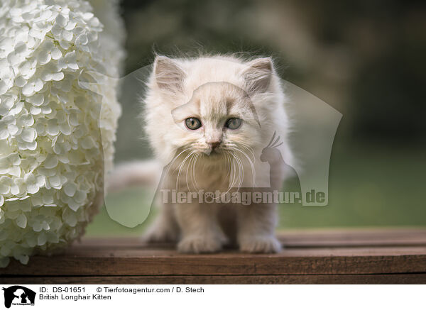 Britisch Langhaar Ktzchen / British Longhair Kitten / DS-01651