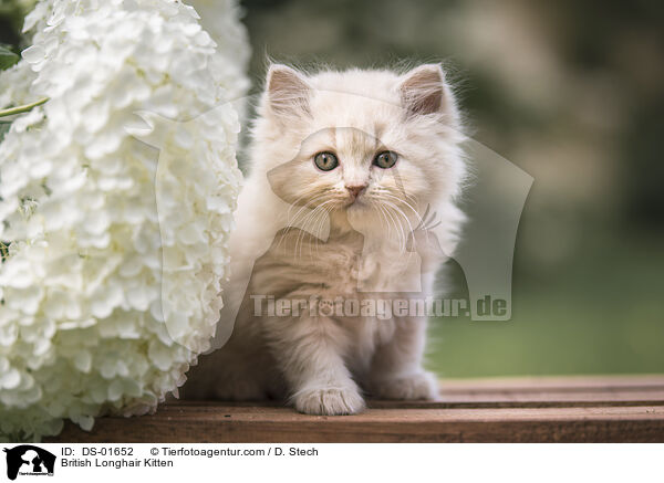 Britisch Langhaar Ktzchen / British Longhair Kitten / DS-01652