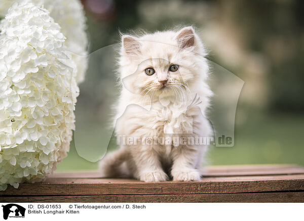 British Longhair Kitten / DS-01653
