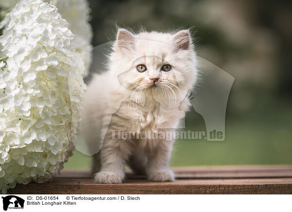 British Longhair Kitten / DS-01654