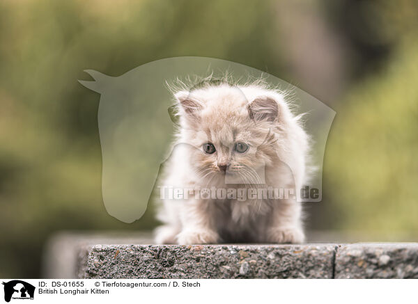 British Longhair Kitten / DS-01655