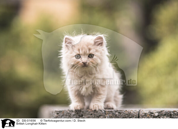 British Longhair Kitten / DS-01656