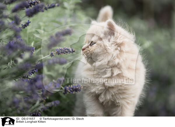 British Longhair Kitten / DS-01657