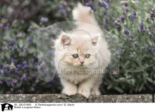British Longhair Kitten / DS-01659