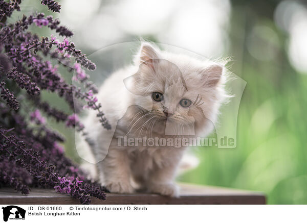 British Longhair Kitten / DS-01660