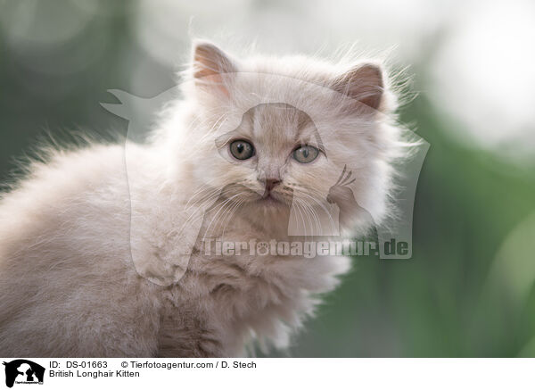 British Longhair Kitten / DS-01663