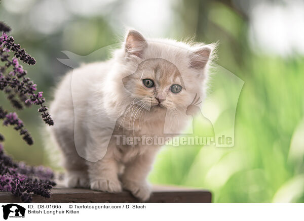 British Longhair Kitten / DS-01665