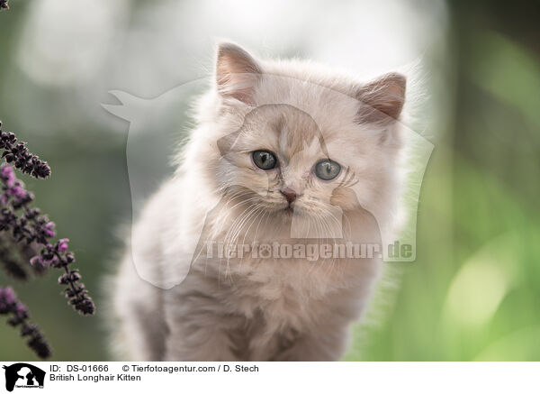 British Longhair Kitten / DS-01666