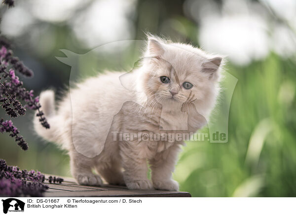 British Longhair Kitten / DS-01667