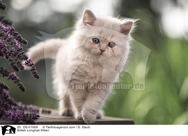British Longhair Kitten / DS-01669