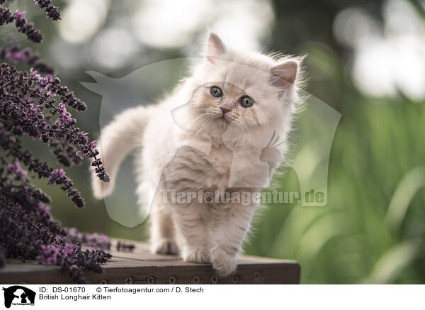 British Longhair Kitten / DS-01670