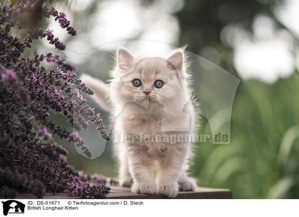 British Longhair Kitten / DS-01671