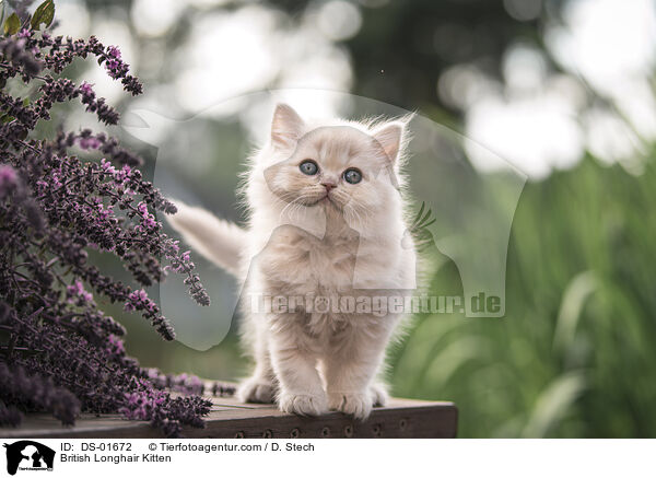 Britisch Langhaar Ktzchen / British Longhair Kitten / DS-01672