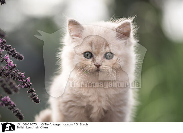 British Longhair Kitten / DS-01673