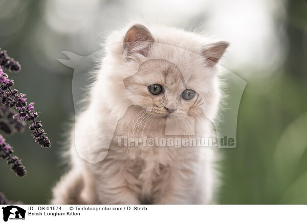 British Longhair Kitten / DS-01674