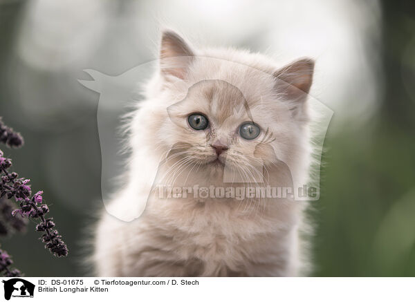 British Longhair Kitten / DS-01675