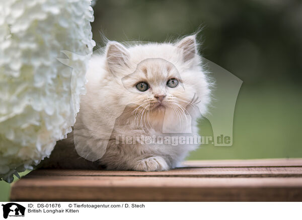 Britisch Langhaar Ktzchen / British Longhair Kitten / DS-01676
