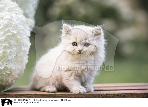 Britisch Langhaar Ktzchen / British Longhair Kitten / DS-01677