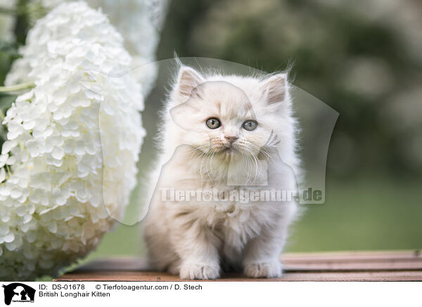 Britisch Langhaar Ktzchen / British Longhair Kitten / DS-01678